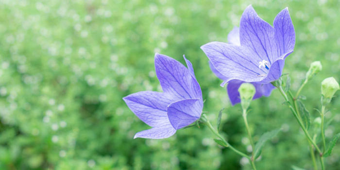 福岡県大野城市の花　キキョウ