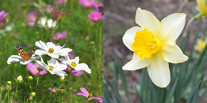 福岡県大木町の花　コスモス・スイセン