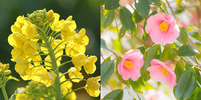 福岡県大任町の花　菜の花・椿