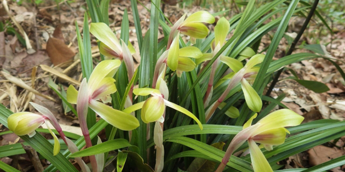 福岡県糟屋郡篠栗町の花　シュンラン