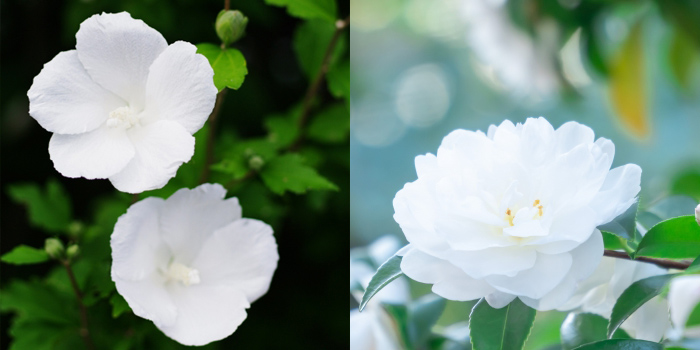 福岡市の花　夏の花：フヨウ 冬の花：サザンカ