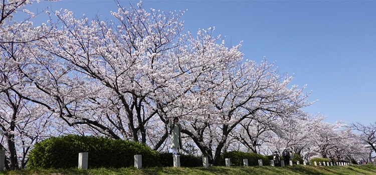 福岡県志免町の花　桜