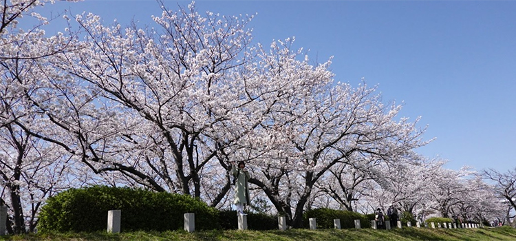 福岡県志免町の花 桜