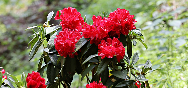 福岡県添田町の花　シャクナゲ