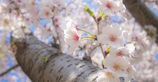 福岡県大刀洗町の花　サクラ