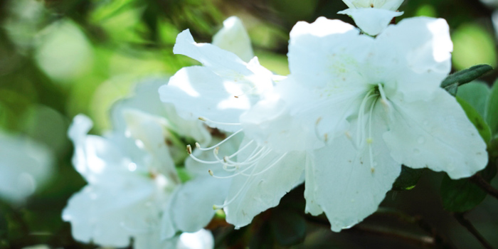 福岡県田川市の花 ツツジ