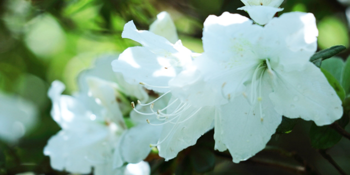 福岡県田川市の花　ツツジ