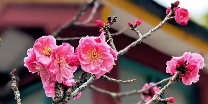 福岡県の花　うめ