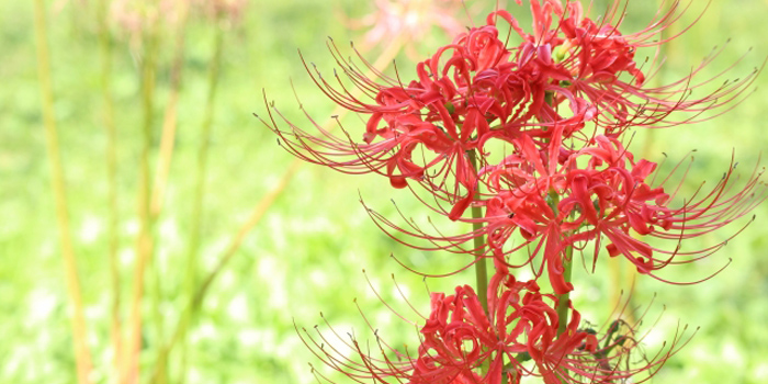 福岡県うきは市の花　ヒガンバナ