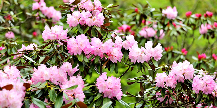 福岡県宇美町の花　ツクシシャクナゲ