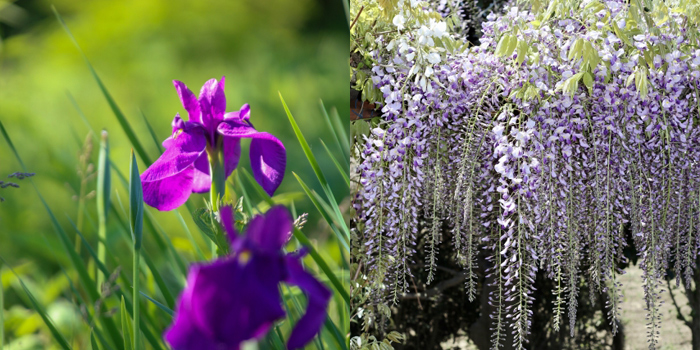 福岡県柳川市の花　花菖蒲、藤