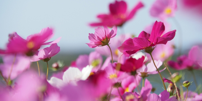 福岡県行橋市の花　コスモス