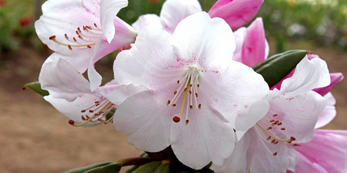福島県の花　ネモトシャクナゲ