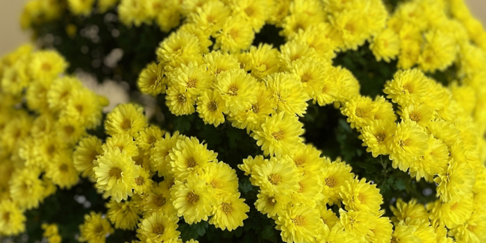 福島県河沼郡会津坂下町の花　菊
