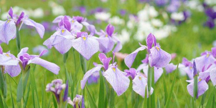 福島県大沼郡会津美里町の花　アヤメ
