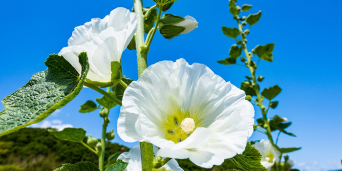 福島県福島市の花 タチアオイ