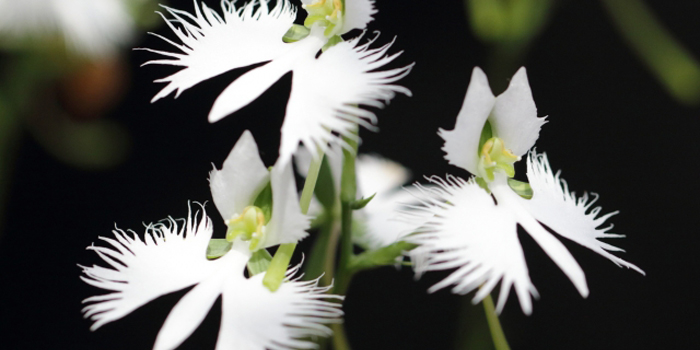 福島県石川郡浅川町の花　サギソウ