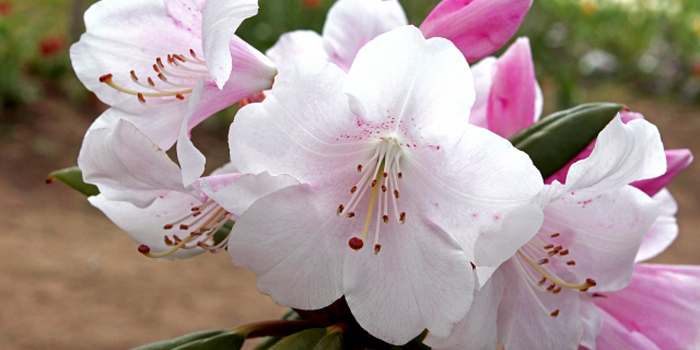 福島県耶麻郡磐梯町の花　ネモトシャクナゲ