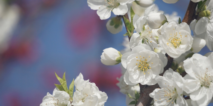 福島県伊達市の花　もも