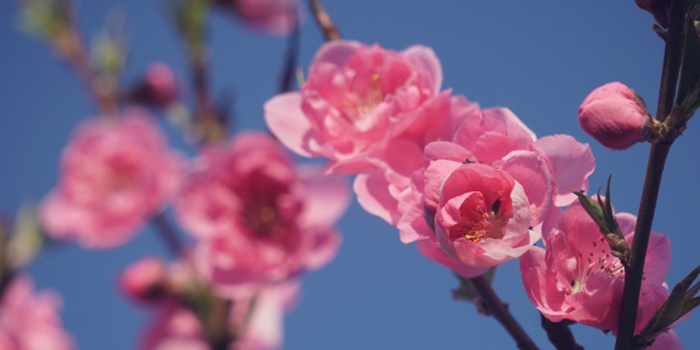 福島県福島市の花　モモ