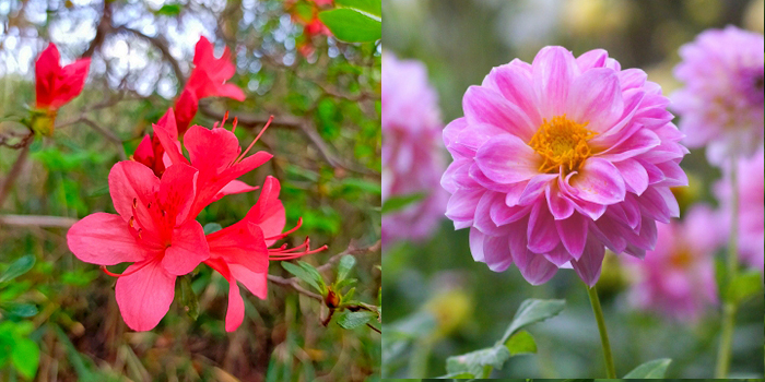 福島県東白川郡塙町の花　ヤマツツジ、ダリア