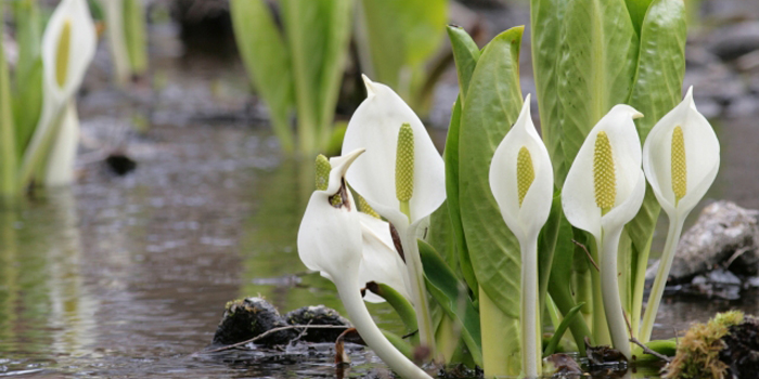 福島県南会津郡檜枝岐村の花　ミズバショウ