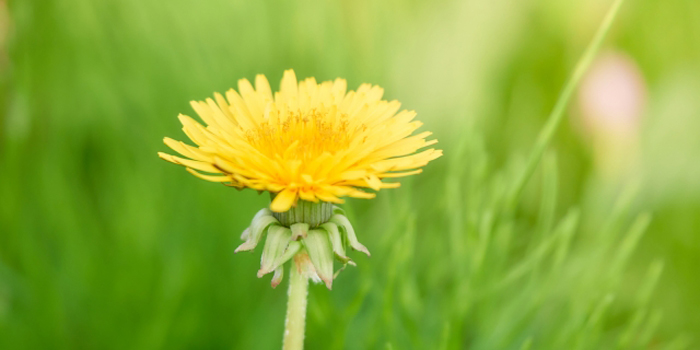 福島県石川郡平田村の花　タンポポ