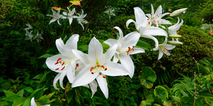 福島県相馬郡飯館村の花　ヤマユリ