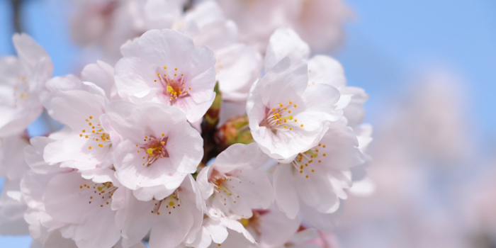 福島県石川郡石川町の花　さくら