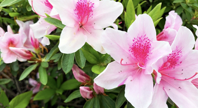 福島県いわき市の花　ツツジ