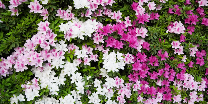 福島県西白河郡泉崎村の花　サツキ