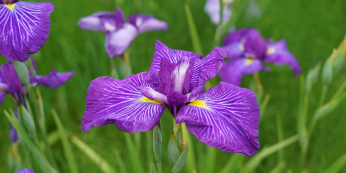 福島県岩瀬郡鏡石町の花　アヤメ
