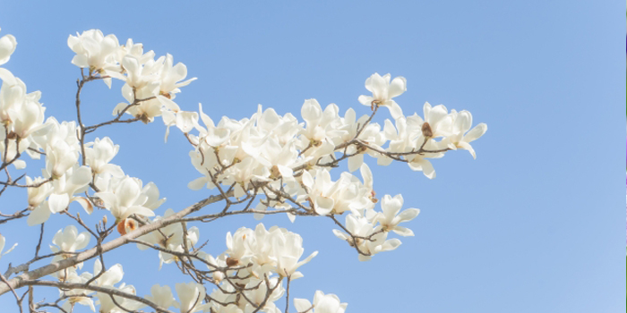 福島県大沼郡金山町の花　コブシ