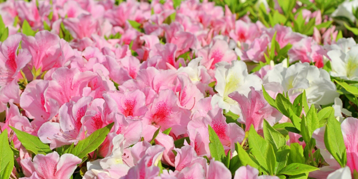 福島県双葉郡葛尾村の花　ツツジ