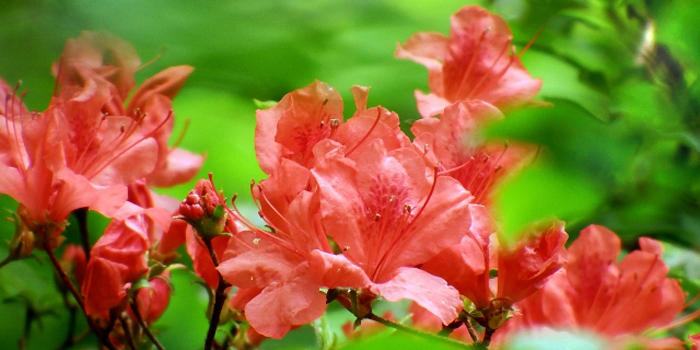 福島県伊達郡川俣町の花　ヤマツツジ