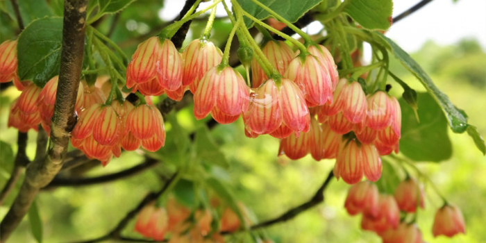 福島県双葉郡川内村の花　サラサドウダン
