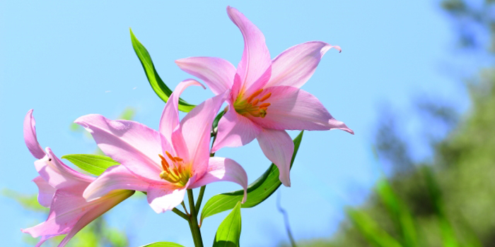 福島県喜多方市の花　ヒサメユリ
