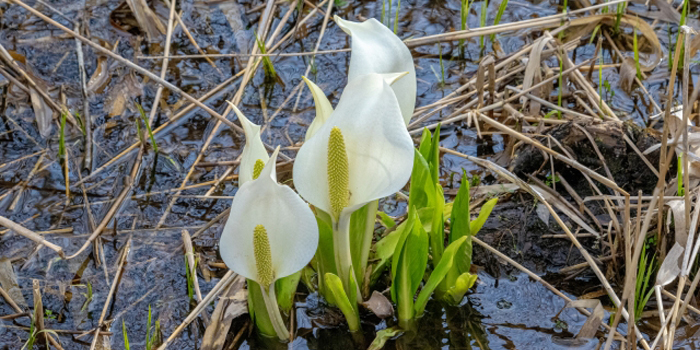福島県耶麻郡北塩原村の花　ミズバショウ