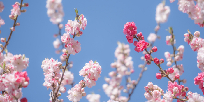 福島県伊達郡桑折町の花　もも