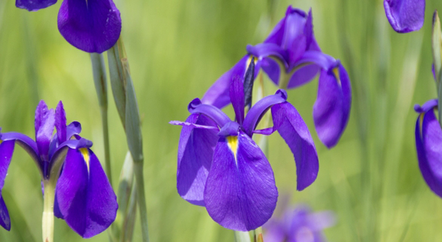 福島県郡山市の花　ハナカツミ