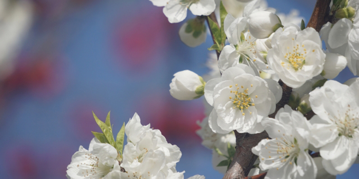 福島県伊達郡国見町の花　もも