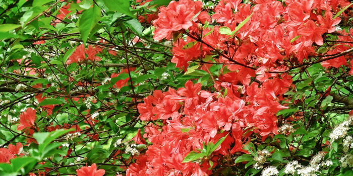 福島県南会津郡南会津町の花　ヤマツツジ