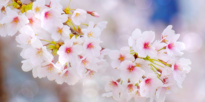 福島県南相馬市の花　さくら