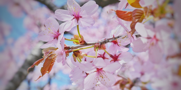 福島県大沼郡三島町の花　オオヤマサクラ
