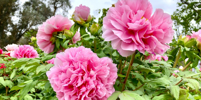 福島県本宮市の花　ボタン