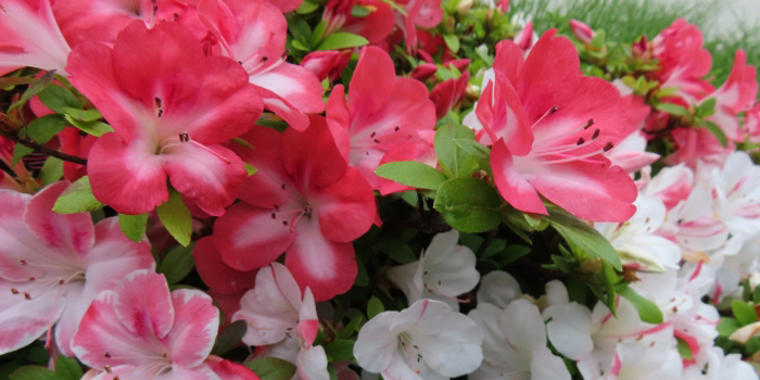 福島県西白河郡中島村の花　サツキ