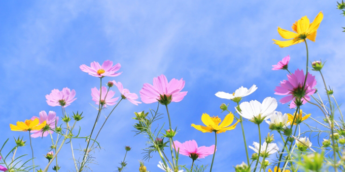 福島県双葉郡浪江町の花　コスモス