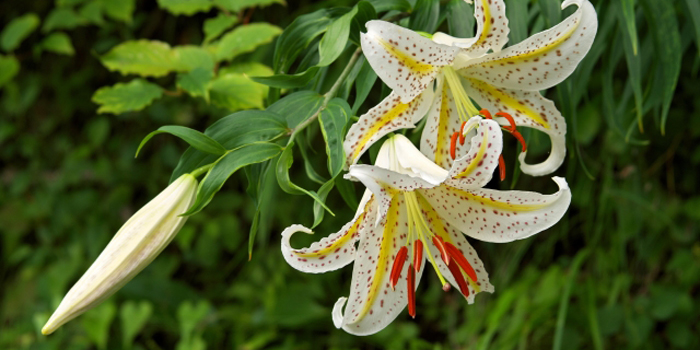 福島県双葉郡楢葉町の花　ヤマユリ