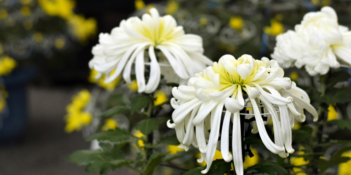 福島県二本松市の花　菊