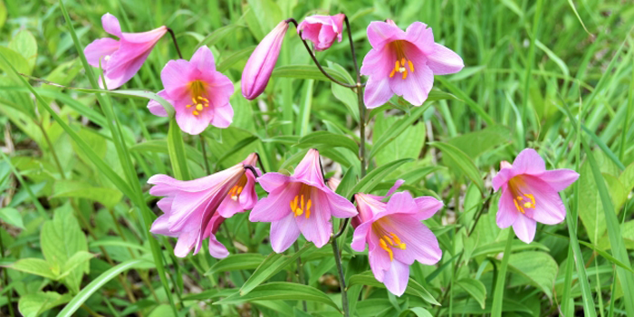 福島県耶麻郡西会津町の花　オトメユリ